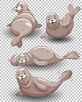 Set of seal cartoon background vector