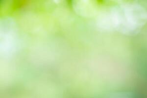 A green leafy background with a blurry green background photo