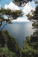 Green trees across body of water during daytime photo