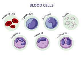 Type of blood cells vector