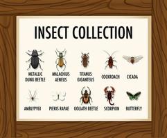 Conjunto de banner de colección de insectos en mesa de madera vector