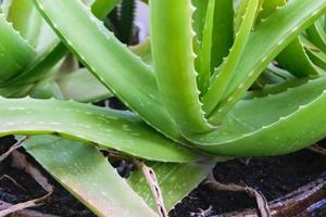 Green aloe vera plant photo