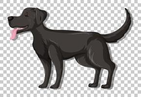 Labrador retriever negro en posición de pie personaje de dibujos animados aislado sobre fondo transparente