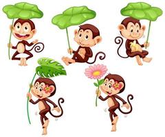 Set of cute monkey with green leaf on white background vector