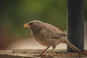Brown bird with birdseed photo
