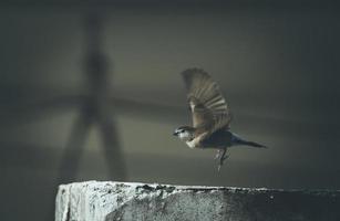 Sparrow taking flight