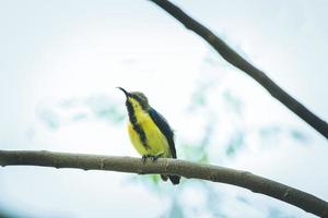 Yellow and black bird photo