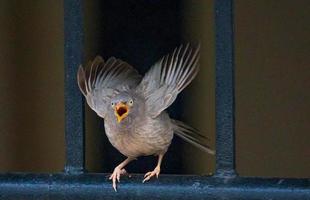 Pájaro gris en la valla metálica preparándose para volar foto