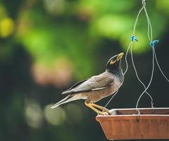 pájaro en un comedero para pájaros foto