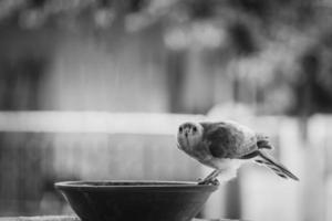 Grayscale of a bird getting ready to drink photo