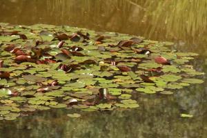 Lilypads in a pond photo