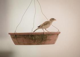 Brown bird on a bird feeder photo