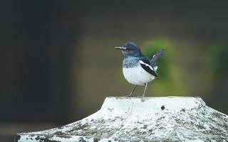 Black and white bird on a tree stump photo