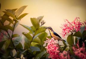 pájaro amarillo y negro en el jardín foto