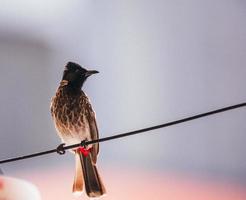 Bird perched on a clothesline photo