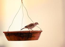 Bird on a bird feeder photo