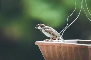 Close-up of a sparrow on a feeder photo