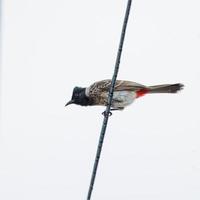 pájaro en un cable telefónico foto