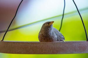 Bird sitting in a feeder photo