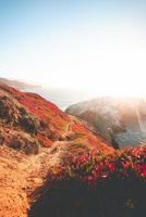 Red petaled flowers on oceanside mountain during daytime photo