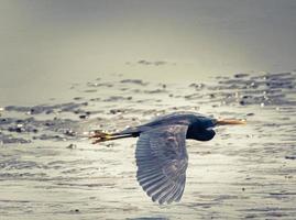 Blue heron in flight photo
