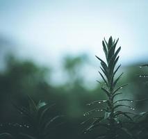 Close-up of a green plant photo