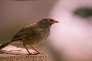 primer plano, de, un, pájaro marrón foto