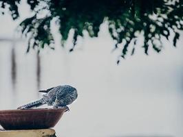 Bird on a bowl outside photo