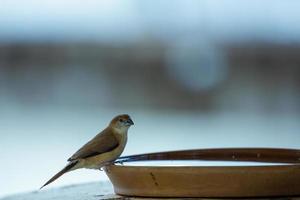 Bird perched on a bowl of water photo