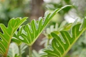 Philodendron 'Xanadu photo