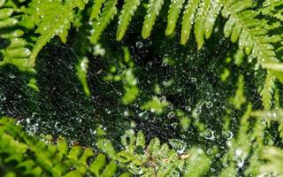 Waterdrops In Spiderweb