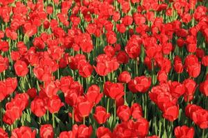 red tulip at spring photo