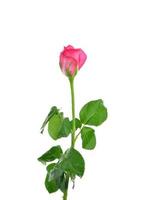 Pink Rose isolated on white background
