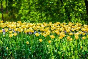 yellow tulips sunlight at spring photo