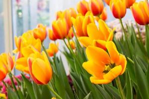 tulipán colorido de dos tonos foto
