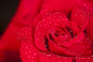 red rose with drops macro photo