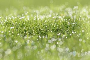 Drops dew on the grass photo