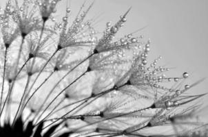 dewy dandelion photo