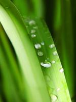 Dew on green leaf photo