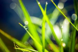 drops of dew on the green grass with bokeh photo