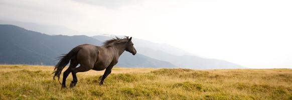Black stallion photo