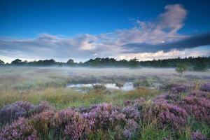 heather flowers in misty morning photo