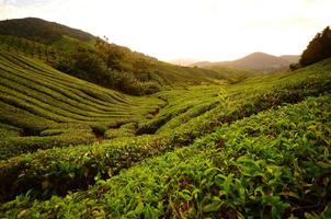 Tea Plantation Fields on the Mountain photo