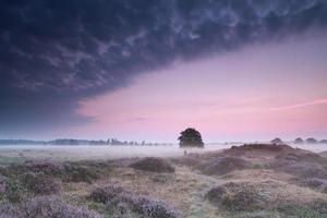 oak tree in dunes with flowering heather at sunrise photo