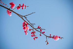 Plum blossoms photo