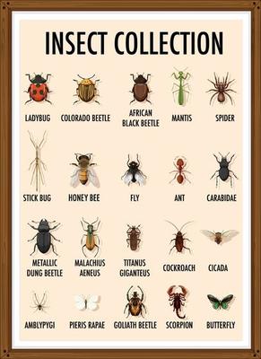 Set of insect collection in wooden frame