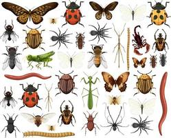 Colección de diferentes insectos aislado sobre fondo blanco.