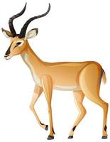 Impala animal on white background vector