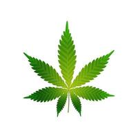 Green realistic cannabis leaf isolated vector