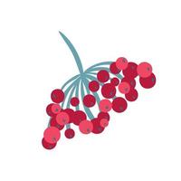 Red viburnum berries branch design vector